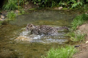 FISHING CAT prionailurus viverrinus, ADULT STANDING IN WATER