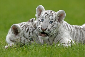 WHITE TIGER panthera tigris, CUB STANDING ON GRASS