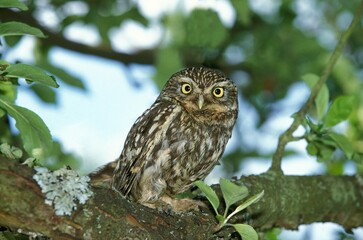 LITTLE OWL athene noctua, ADULT STANDING ON BRANCH, NORMANDY IN FRANCE