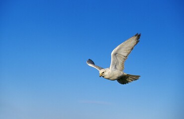 GYRFALCON falco rusticolus, ADULT IN FLIGHT, CANADA