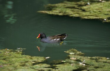 COMMON MOORHEN OR EUROPEAN MOORHEN gallinula chloropus, ADULT ON POND, NORMANDY IN FRANCE