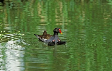 COMMON MOORHEN OR EUROPEAN MOORHEN gallinula chloropus, ADULT WITH CHIK, NORMANDY IN FRANCE