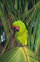 GREAT GREEN MACAW OR BUFFON'S MACAW ara ambigua © slowmotiongli