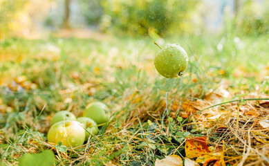 green small garden Apple in water droplets falls on the green grass, Apple harvest, fruit growing in the backyard