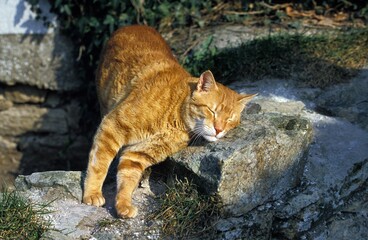 Fototapeta na wymiar RED TABBY CAT, ADULT RUBBING AGAINST STONE