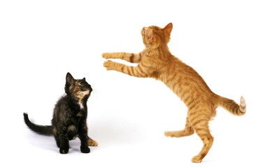 RED TABBY CAT AND DOMESTIC CAT, KITTEN PLAYING AGAINST WHITE BACKGROUND