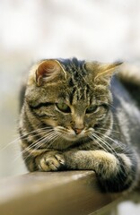 EUROPEAN BROWN TABBY DOMESTIC CAT, ADULT LAYING DOWN ON BALUSTRADE