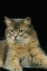 BLUE SOMALI CAT, ADULT AGAINST BLACK BACKGROUND