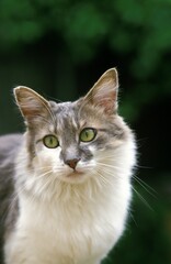 Naklejka na ściany i meble EUROPEAN DOMESTIC CAT, PORTRAIT OF ADULT