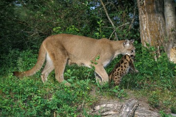 COUGAR puma concolor, MOTHER CARRYING CUB