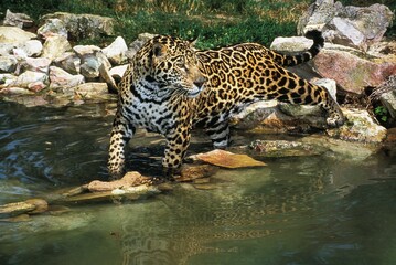 Fototapeta na wymiar JAGUAR panthera onca, ADULT ENTERING WATER