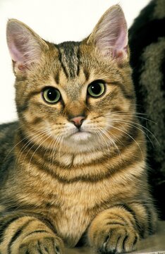 EUROPEAN BROWN TABBY DOMESTIC CAT, PORTRAIT OF ADULT