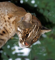 ASIAN GOLDEN CAT OR TEMMINK'S CAT catopuma temmincki, PORTRAIT OF ADULT