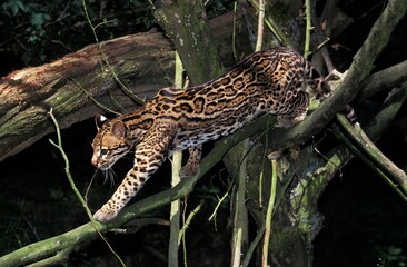 Fototapeta na wymiar OCELOT leopardus pardalis, ADULT WALKING ON BRANCHES
