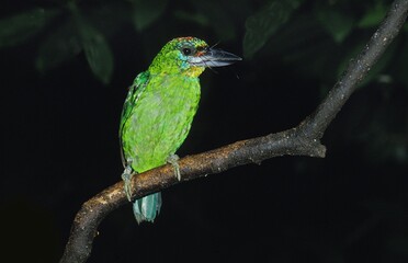 BARBET BIRD, ADULT PERCHED ON BRANCH