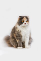 Fototapeta premium BLUE CREAM AND WHITE HIGHLAND FOLD CAT, FEMALE AGAINST WHITE BACKGROUND