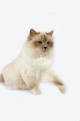 LILAC BIRMANESE CAT AGAINST WHITE BACKGROUND