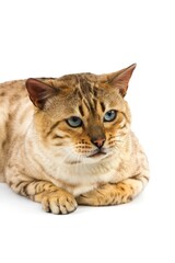 SEAL MINK TABBY BENGAL DOMESTIC CAT