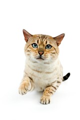 SEAL MINK TABBY BENGAL DOMESTIC CAT