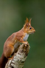RED SQUIRREL sciurus vulgaris, ADULT ON BRANCH LOOKING AROUND, NORMANDY IN FRANCE