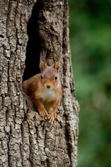 Naklejka na ściany i meble RED SQUIRREL sciurus vulgaris, ADULT AT NEST ENTRANCE, IN TREE TRUNK, NORMANDY IN FRANCE