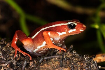 PHANTASMAL POISON FROG epipedobates tricolor, ADULT