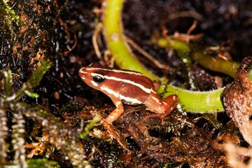 Naklejka premium PHANTASMAL POISON FROG epipedobates tricolor, ADULT