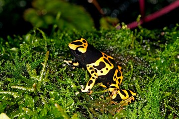 YELLOW-BANDED POISSON FROG dendrobates leucomelas, ADULT