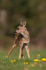 Roe Deer, capreolus capreolus, Foan with Flowers, Normandy