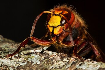 Hornet, vespa crabo, Adult, Normandy