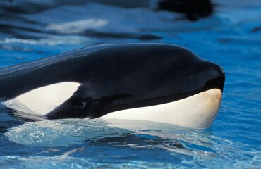 Obraz premium KILLER WHALE orcinus orca, CLOSE-UP OF HEAD AT SURFACE