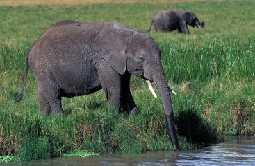 Fototapeta premium AFRICAN ELEPHANT loxodonta africana, YOUNG DRINKING AT WATER HOLE, KENYA