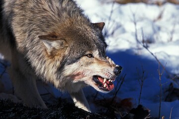 NORTH AMERICAN GREY WOLF canis lupus occidentalis, ADULT WITH KILL IN THREAT POSTURE, CANADA © slowmotiongli
