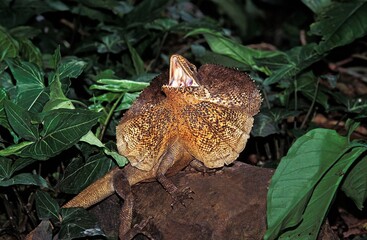FRILL NECKED LIZARD chlamydosaurus kingii, ADULT WITH FRILL RAISED AND MOUTH OPEN IN DEFENSIVE POSTURE, AUSTRALIA
