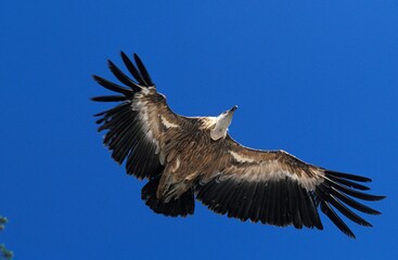 EURASIAN GRIFFON VULTURE gyps fulvus, ADULT IN FLIGHT AGAINST BLUE SKY