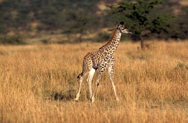 MASAI GIRAFFE giraffa camelopardalis tippelskirchi, CALF STANDING IN SAVANNAH, MASAI MARA PARK IN KENYA