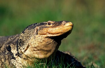 WATER MONITOR LIZARD varanus salvator