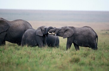 Naklejka na ściany i meble AFRICAN ELEPHANT loxodonta africana, YOUNGS PLAYING, MASAI MARA PARK, KENYA