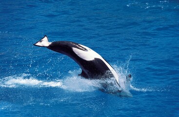 KILLER WHALE orcinus orca, ADULT LEAPING