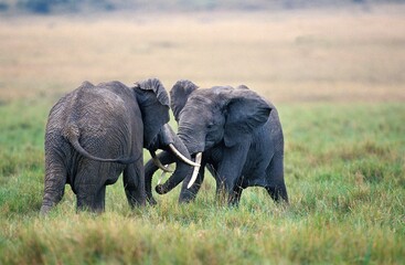 AFRICAN ELEPHANT loxodonta africana, YOUNGS PLAYING, MASAI MARA PARK, KENYA