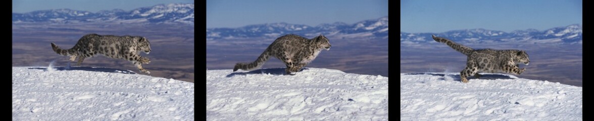 SNOW LEOPARD OR OUNCE uncia uncia, ADULT RUNNING, SEQUENCE IMAGE