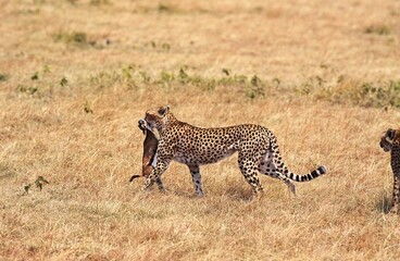 CHEETAH acinonyx jubatus, ADULT WITH THOMSON'S GAZELLE KILL, MASAI MARA PARK, KENYA