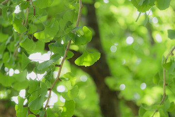 Fototapeta na wymiar 光に透けるイチョウの葉