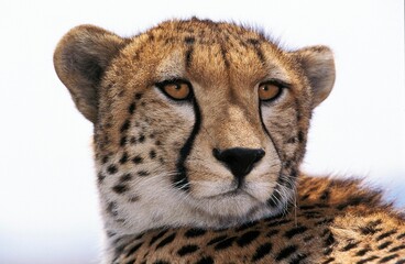 CHEETAH acinonyx jubatus, PORTRAIT OF ADULT, KENYA