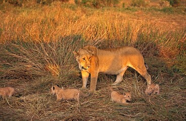 AFRICAN LION panthera leo, FEMALE WITH CUB, MASAI MARA PARK, KENYA