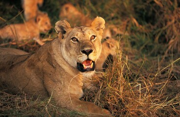AFRICAN LION panthera leo, FEMALE WITH CUB SITTING IN DRY GRASS, KENYA