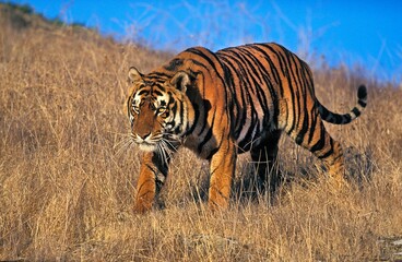 BENGAL TIGER panthera tigris tigris, ADULT WALKING ON DRY GRASS