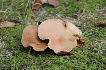 苔が覆う地面に大きく育ったキノコ