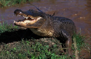 AMERICAN ALLIGATOR alligator mississipiensis, ADULT EMERGING FROM WATER, THREAT POSTURE, FLORIDA