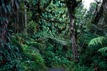 Obraz premium TROPICAL FOREST WITH LUXURIANT VEGETATION, HAWAII